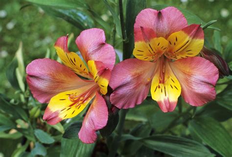 peruvian lily colors